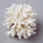 Baltasis koralas